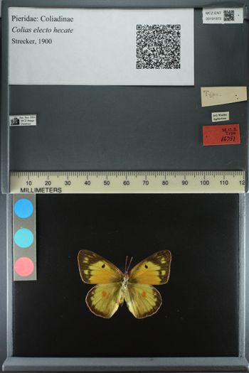 Media type: image;   Entomology 191973